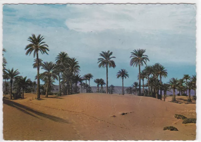 Cpsm Color Postcard Maroc Picturesque M'hamid Oasis