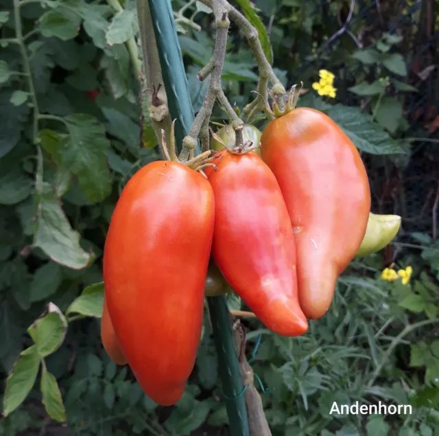 Tomate Andenhorn 10 Samen