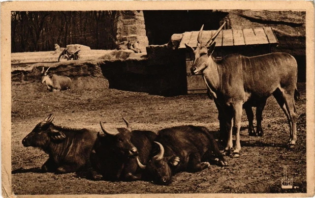CPA AK PARIS (12th) Zoological Park of the BOIS DE VINVENNES Elans du Cap. (601843)