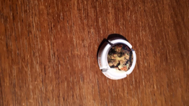 capsule de champagne an 2000 casters louis