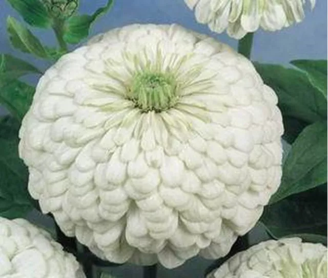 Zinnia- Polar Bear White- 100 Seeds- BOGO 50% off SALE