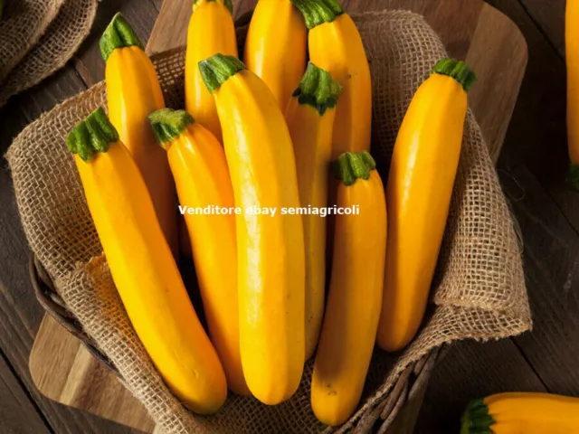 15 graines de COURGETTE JAUNE