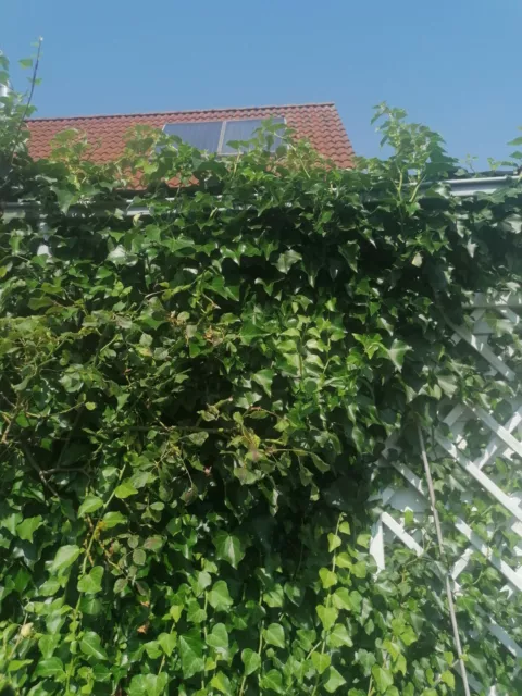 Gemeiner Efeu Hedera Helix  Stecklinge , bewurzelt, 20 Stück