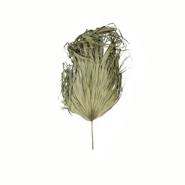 Hill Interiors  Planta Deshidratada Palmera (HI4177)