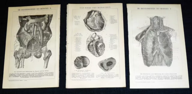 ANATOMIE d. MENSCHEN Herz Baucheingeweide Brusteingeweide Lithographie Text 1894