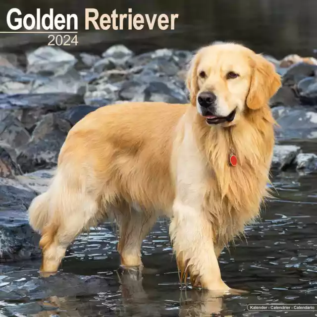 GOLDEN RETRIEVER WALL Calendar 2024 16.99 PicClick