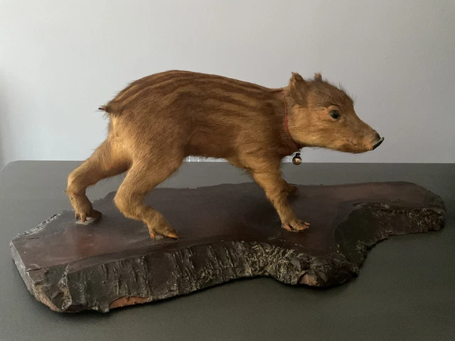 Trophée De Chasse – Pied D'Honneur De Sanglier – Nezer – 01 Mars 1922