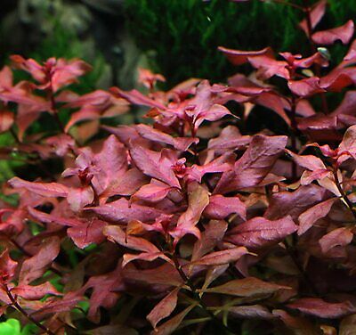 Ludwigia sp. Mini 'Super Red' Bunch Live Aquarium Plants Repens BUY2GET1FREE*