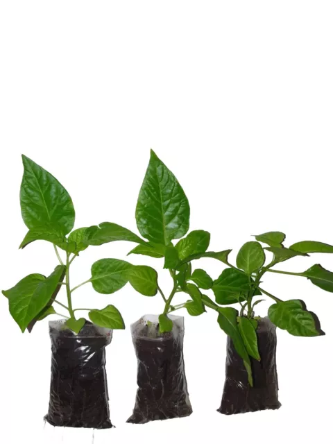 3× Naga Chilli Plants Naga Morich. 100% Genuine Kala Naga Plant