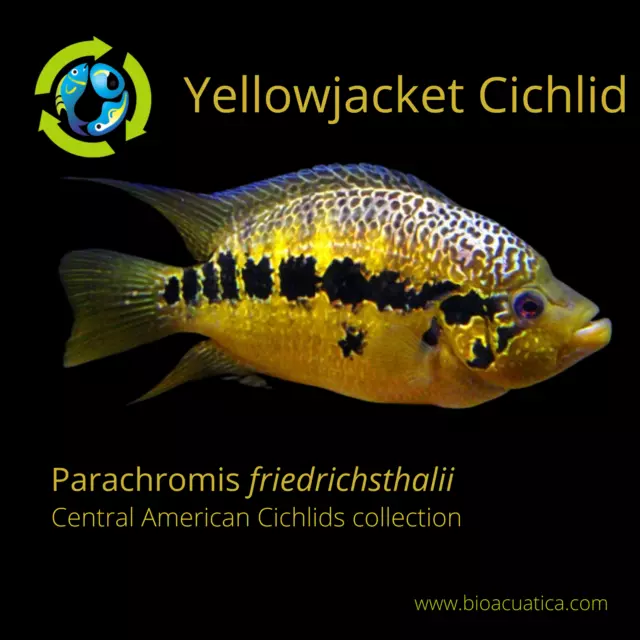 YELLOWJACKET CICHLID 1.5 to 2 INCHES UNSEXED (Parachromis friedrichsthalii)