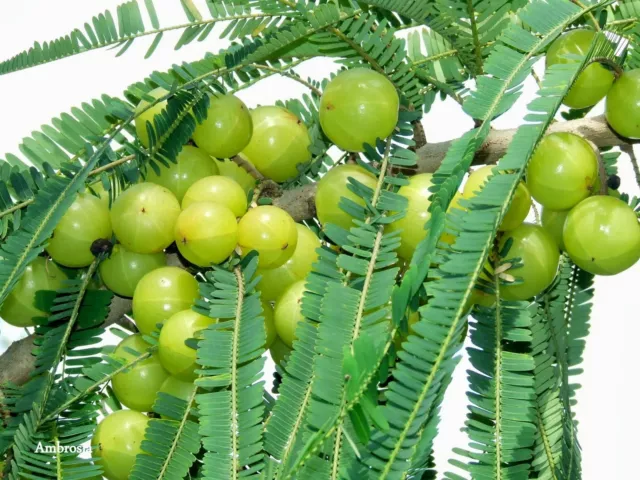 8 graines GROSEILLE INDIENNE(Phyllanthus Emblica)AMLA G805 SEEDS SAMEN SEMILLAS