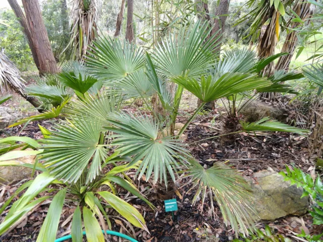 Trachycarpus wagnerianus - winterharte Wagnerpalme bis -20°C - 8-15cm Pflanze !