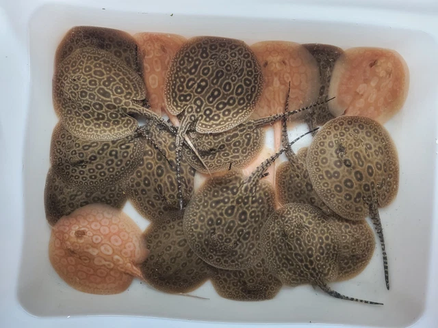 50% het Pearl Stingray 4-5”- Live Freshwater Tropical Aquarium Fish