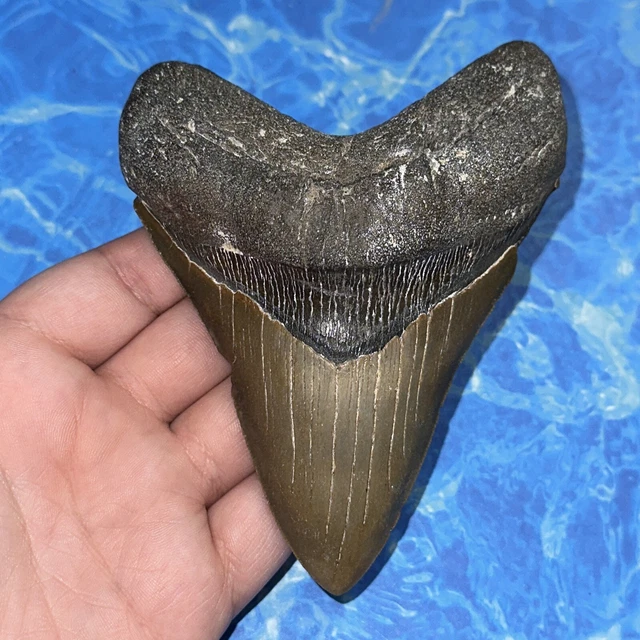 Megalodon Shark Tooth 4.83” Huge Teeth Big Meg Scuba Diver Direct Fossil Nc 8130