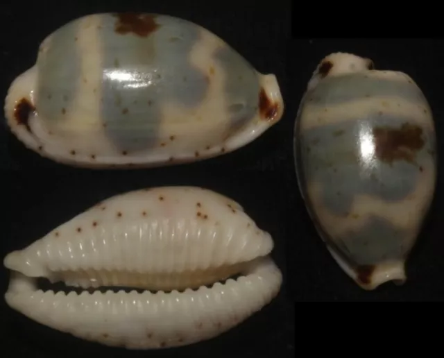 Tonyshells SeashellsCypraea ursellus MUY GRANDE PEQUEÑO OSO COWRIE 14,7 mm gema,