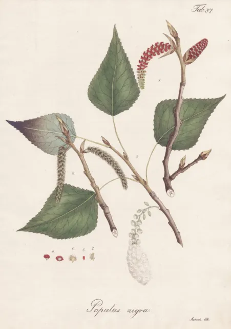 Schwarz-Pappel black poplar Saarbaum Baum tree Botanik botany Litho 1826