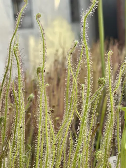 Pianta carnivora Drosera filiformis “Tracyi” NO SEMI Torba Dionea Fiori