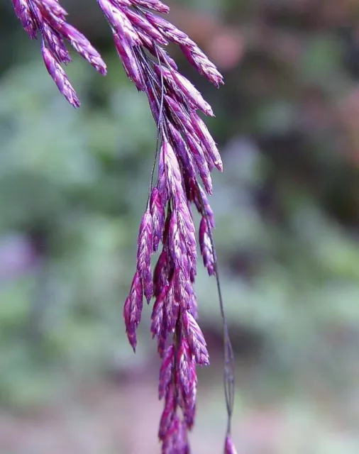 Purpletop Tridens Grass Seeds for Planting - Tridents flavus