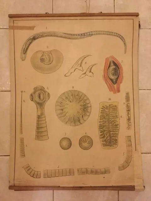 Original vintage zoological pull down school chart of Tapeworm litograph