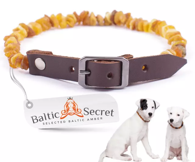 Bernsteinkette Hund, Bernstein Halsband für Hunde & Katzen, Zecken & Flohschutz