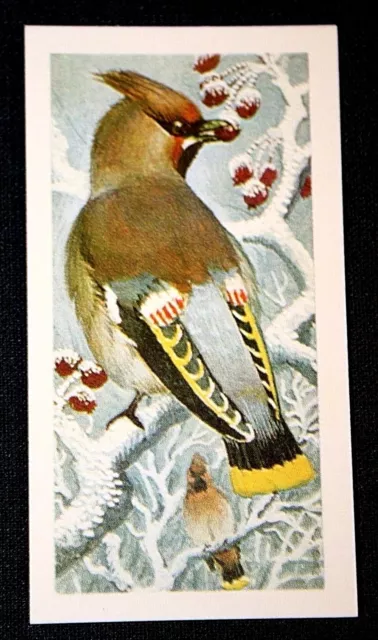 BOHEMIAN WAXWING    Illustrated Bird Card