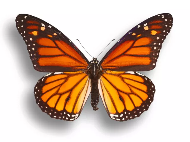 Danaus plexippus Monarch Butterfly Folded/Unmounted USA Fast Ship