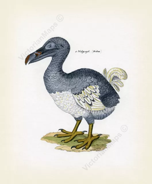 Dodo bird Dronte Raphus cucullatus antique print Lorenz Oken 1843 art poster