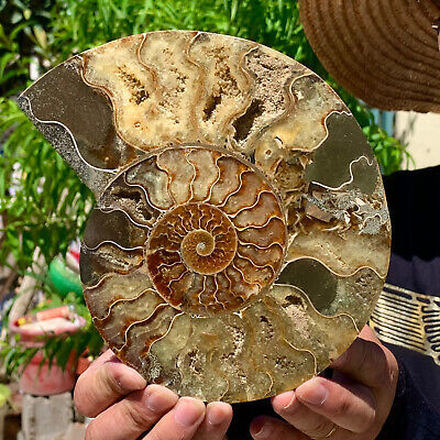 1.5LB  Rare! Natural Tentacle Ammonite FossilSpecimen Shell Healing Madagascar