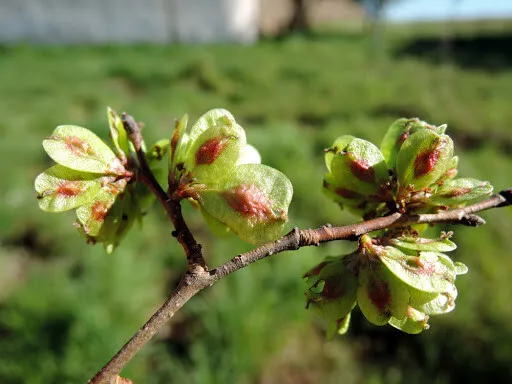 Planta de Olmo - Ulmus minor - 2 Años 2