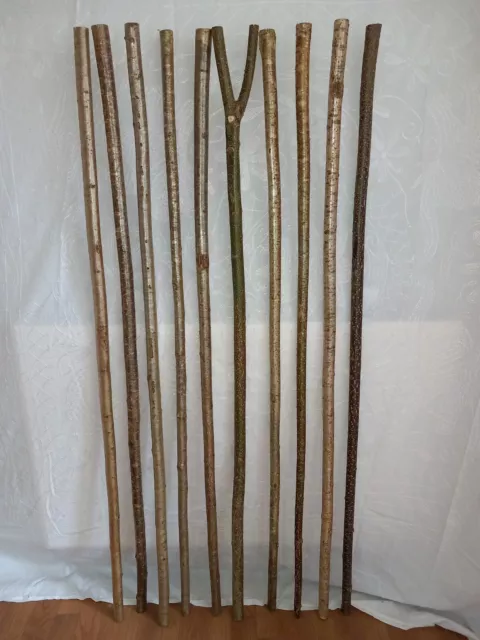 10 X Hazel Shanks (Walking Stick Making. Wood & Country Crafts) ( Lot A )