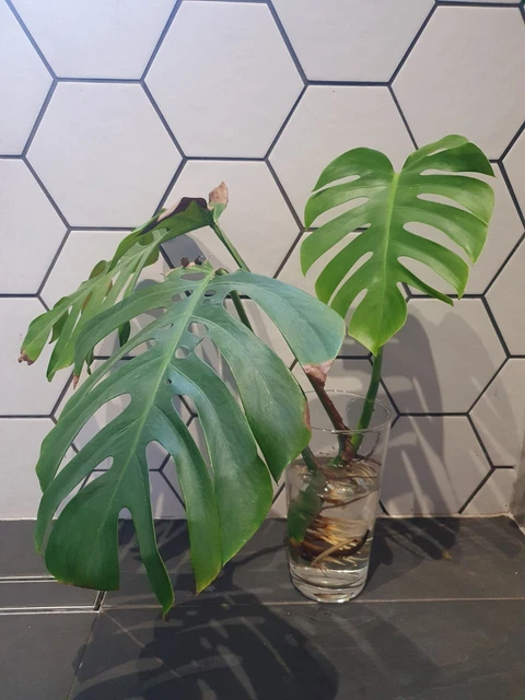 Monstera Deliciosa Bare Rooted Cutting