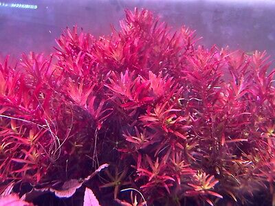 Rotala Blood Red SG variant Rare Live Aquarium Plants 2