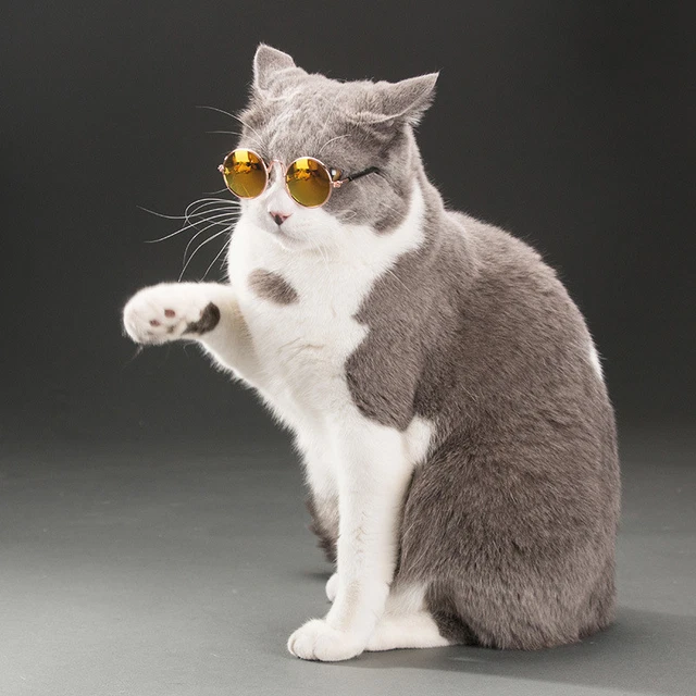Pets Glasses Animaux De Compagnie Lunettes De Mode Lunettes Photo Lunettes Pour