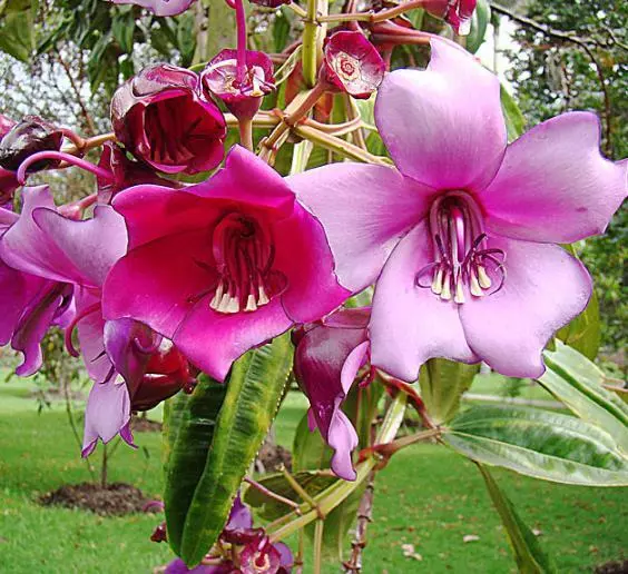 10 Seeds Rare - Meriania Nobilis * Stunning Ornamental Tree * Pink Flower Motley