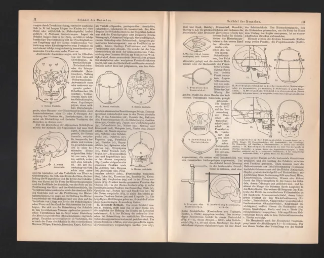 Lithografie 1908: Schädel des Menschen. Beschreibung und Messung.