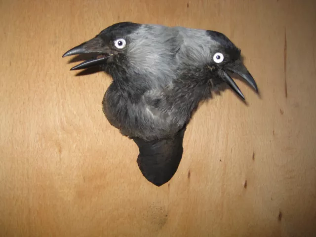 STUFFED taxidermy REAL Crow head MAGPIE  JACKDAW TWO HEAD