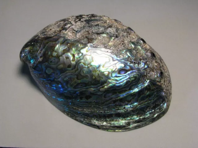 Haliotis iris Martyn, 1784 "PAUA ABALONE: SPECIAL POLISHING!"  (SIX INCHES)