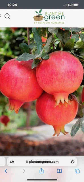 tropical fruit trees live plants