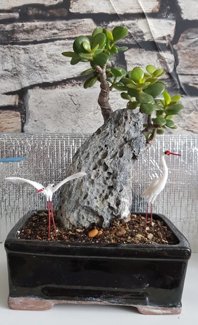 Jade Bonsai Tree