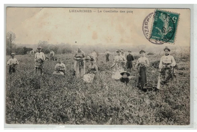 95 Luzarches #15732 La Cueillette Des Pois Metier