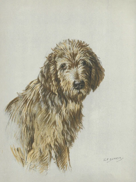 Otterhound - Vintage Dog Art Print - 1938 KF Barker