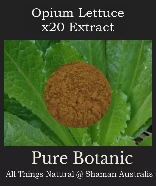 WILD LETTUCE 20:1 Extract Powder 20g **20x Stronger than Herb** Lactuca virosa