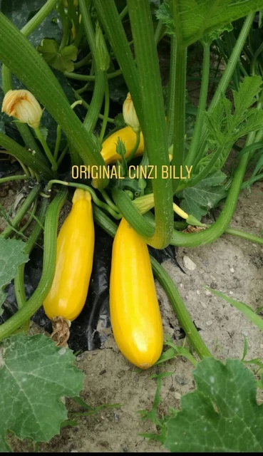 Casa Di Anna - La Raccolta Delle Zucchine Gialle Biologiche E Dei Gialli Fiori Delle Zucchine E - Foto 13