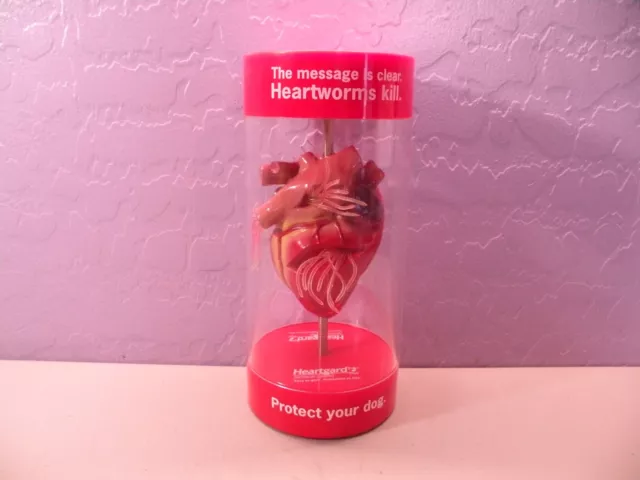 Anatomical Canine / Dog Heart model Veterinary Display D