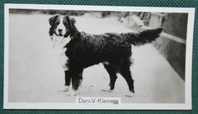 BERNESE MOUNTAIN DOG  Show Champion  Vintage 1939 Photo Card   BD28