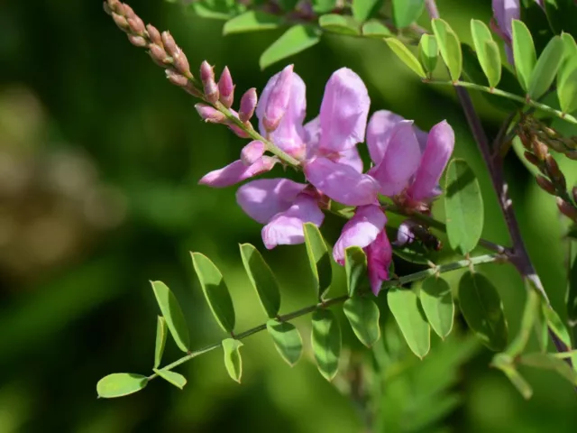 Indigopflanze - Indigofera tinctoria - True Indigo 25+ Samen - Seeds E 235