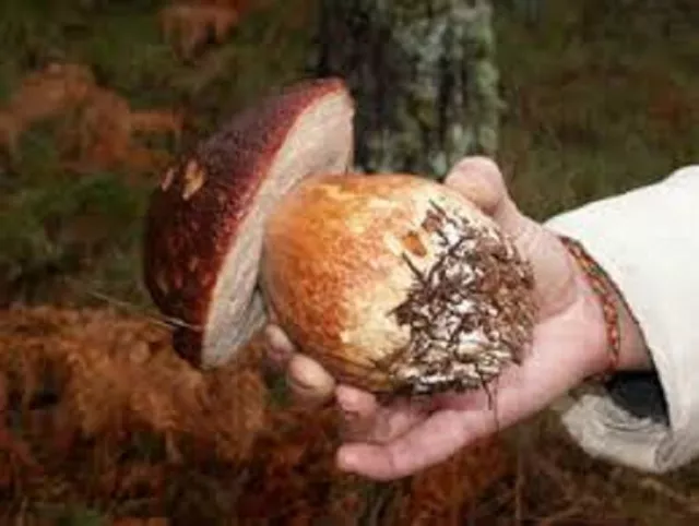 Pine Bolete Mushroom Porcini Mycelium 10.000 + fresh seeds Spores $10