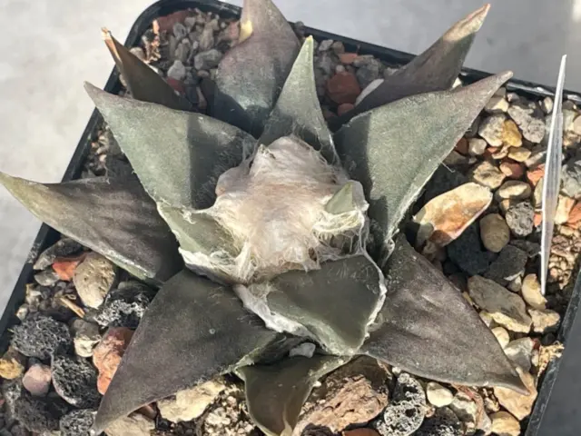 Ariocarpus confusus Aramberri - Nuevo Leon in 7 cm pot WE own roots