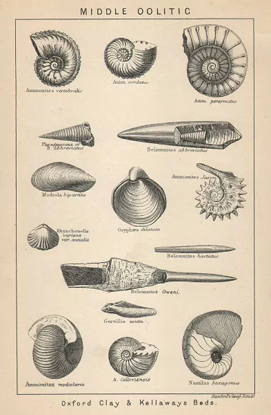 BRITISH FOSSILS. Middle Oolitic - Oxford Clay & Kellaways Beds. STANFORD 1907