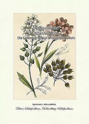 Bittere Schleifenblume Doldenblättrige Schleifenblume Vilmorin A4 038